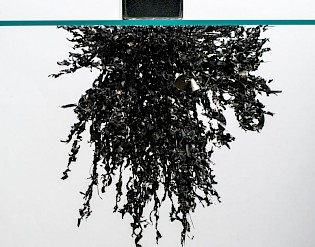 Iron filings in a magnetic field